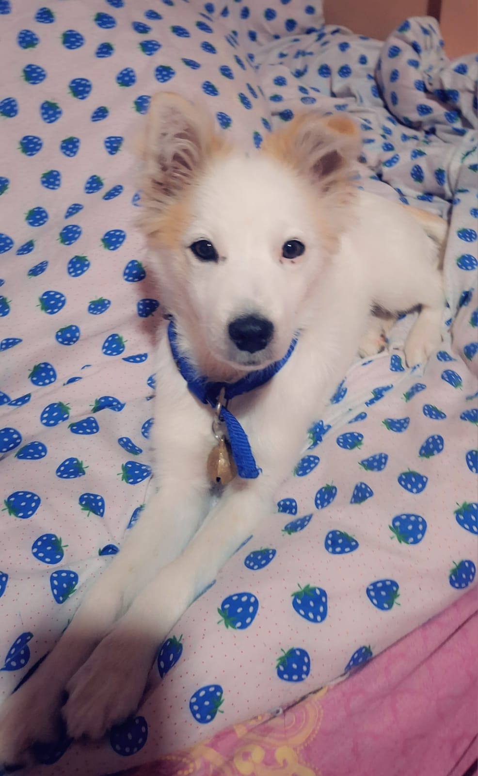 Popo