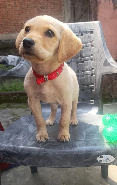 Scooby 