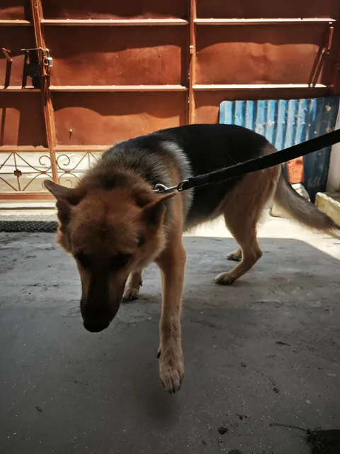 Lusi 3