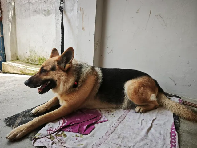 Lusi 4