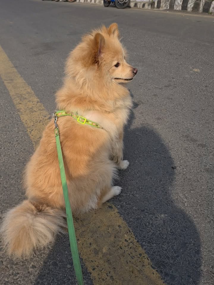 Coco