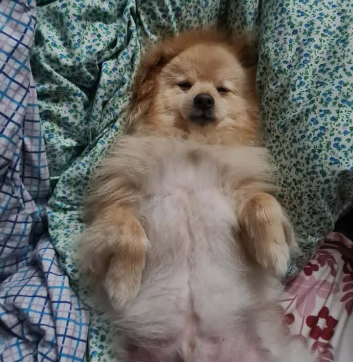 Coco 3