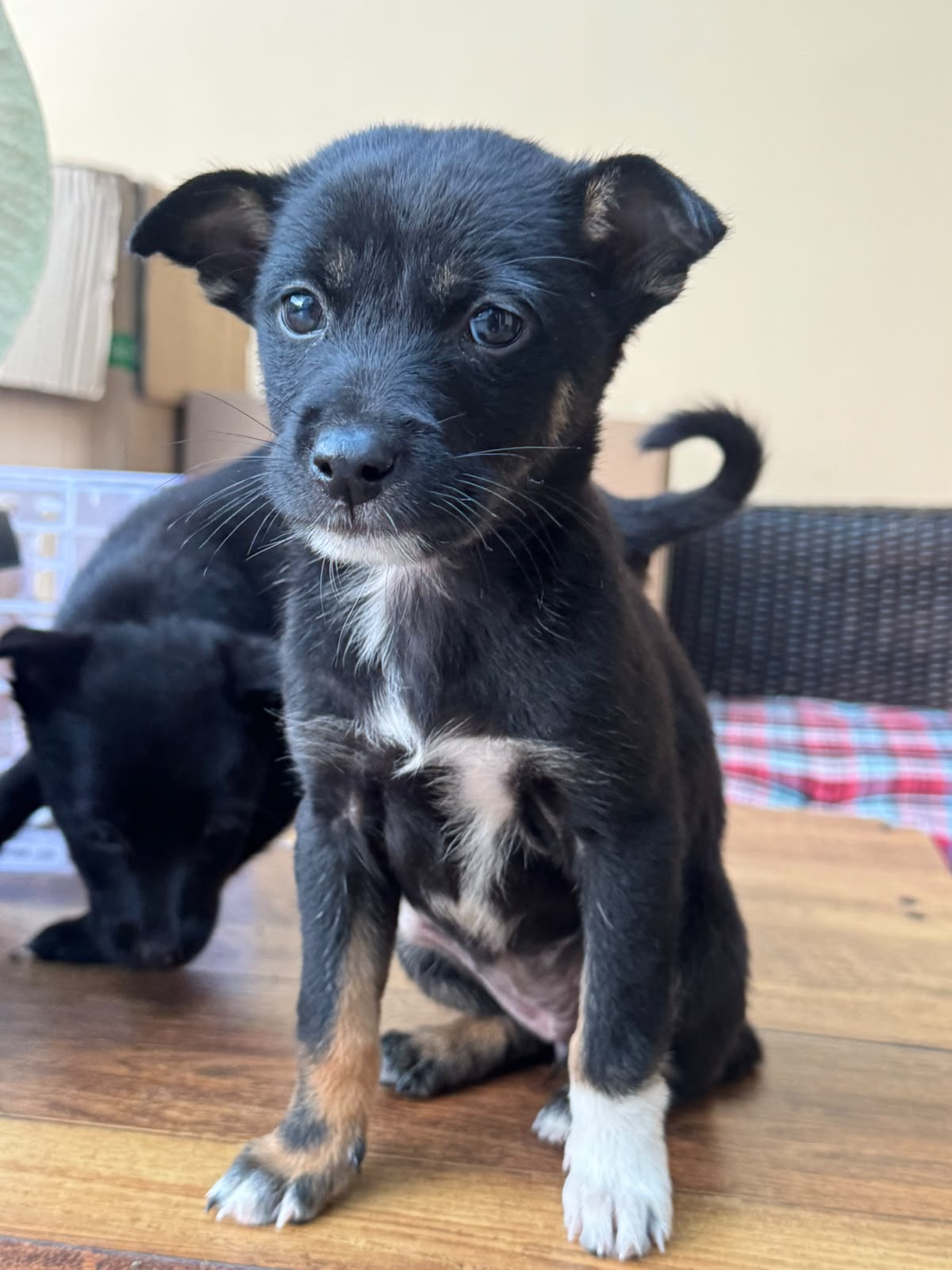 Puppies 2