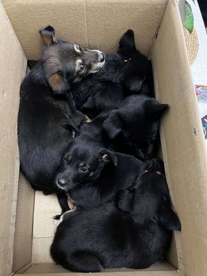Puppies 3