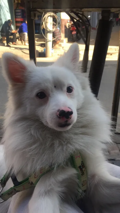 Tofu