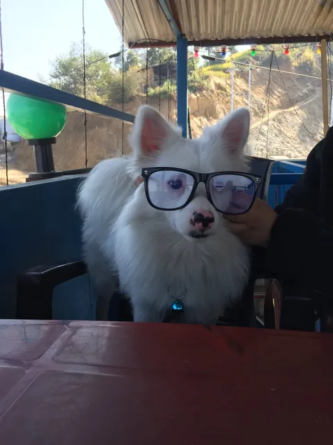Tofu 2