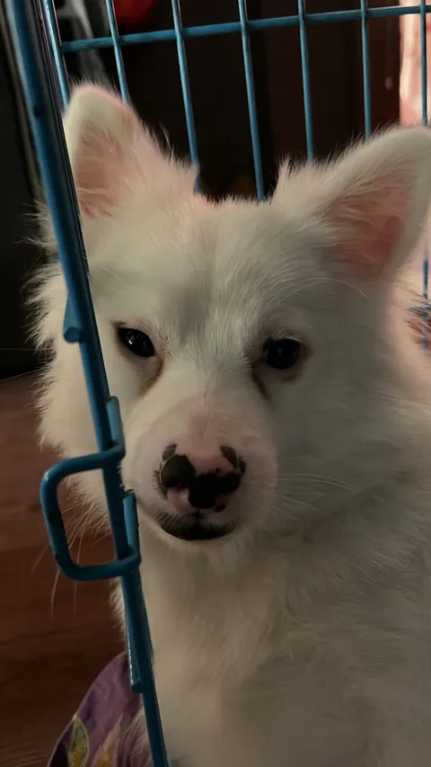 Tofu 4