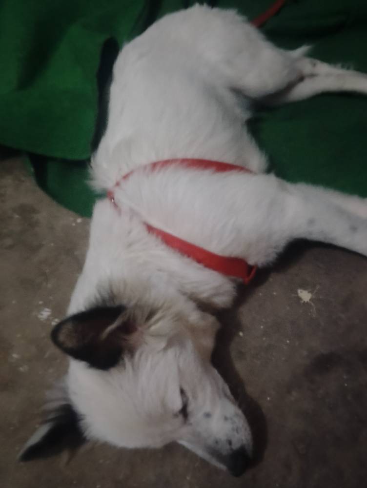 Mochi 2