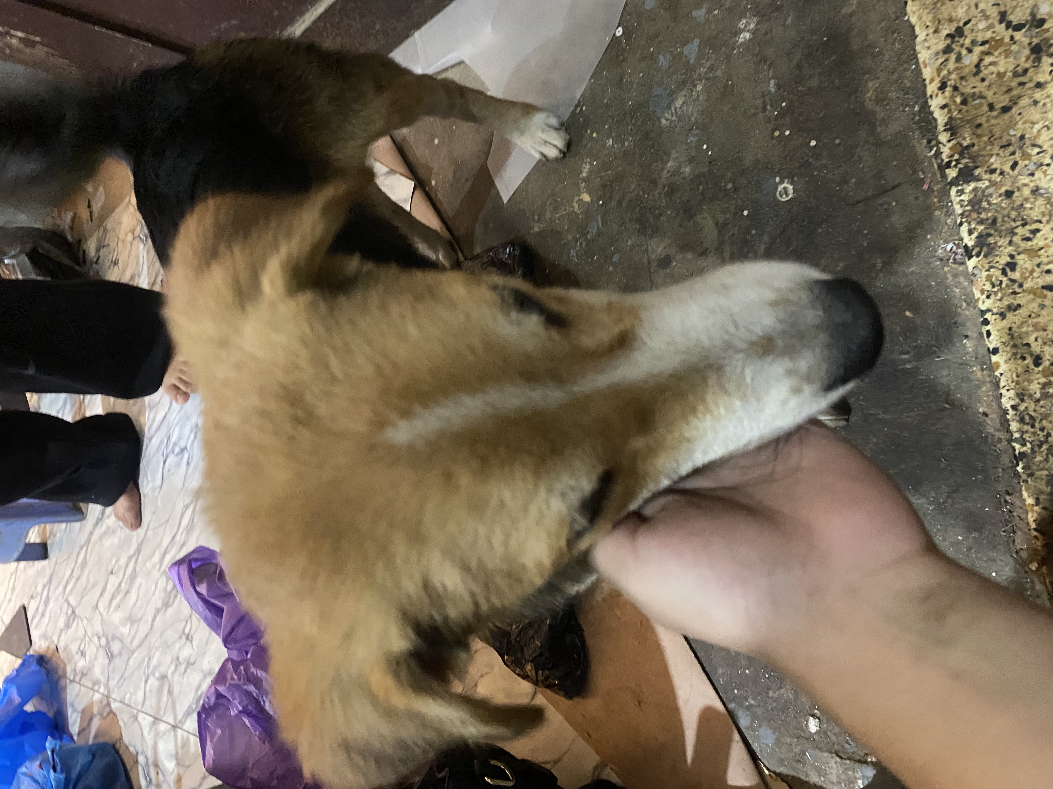 Pet