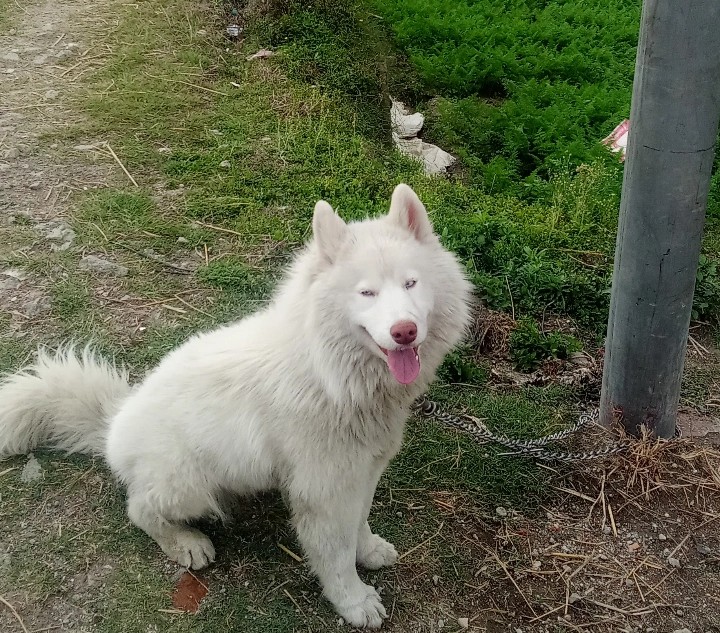 Lussy