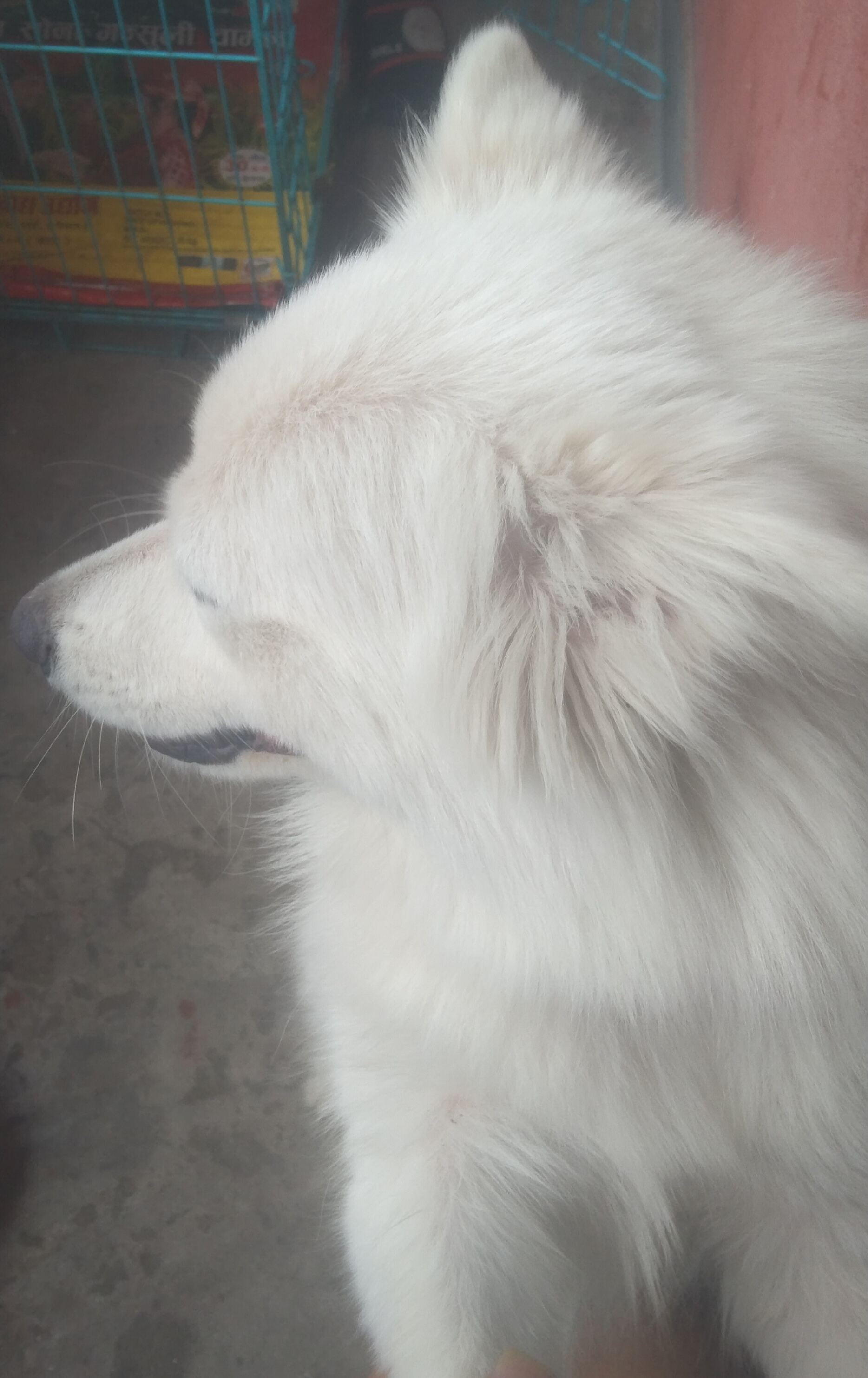 Lucy