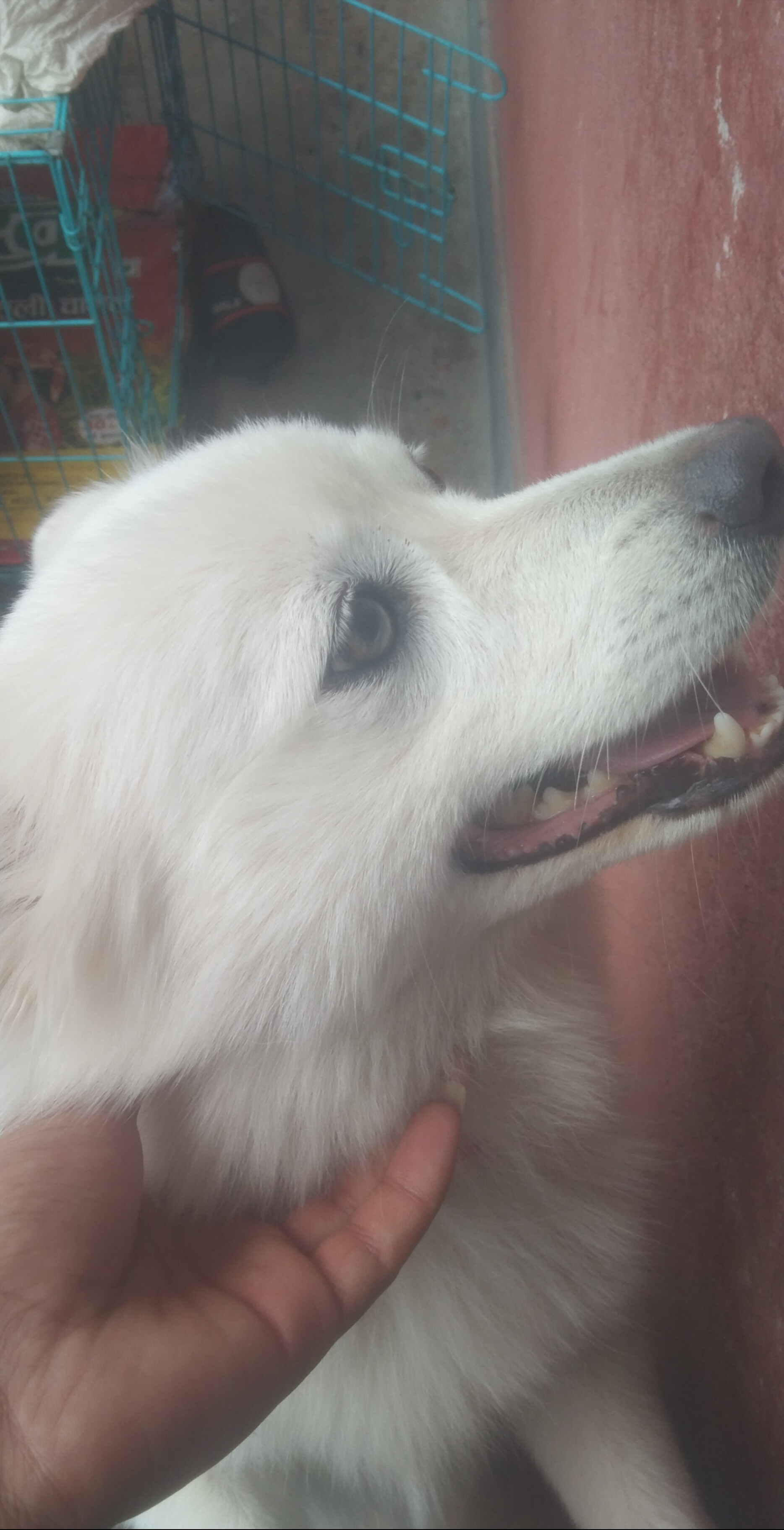 Lucy 2