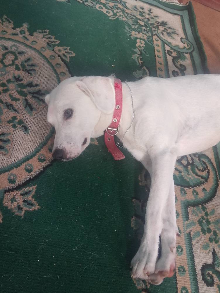 Kancha