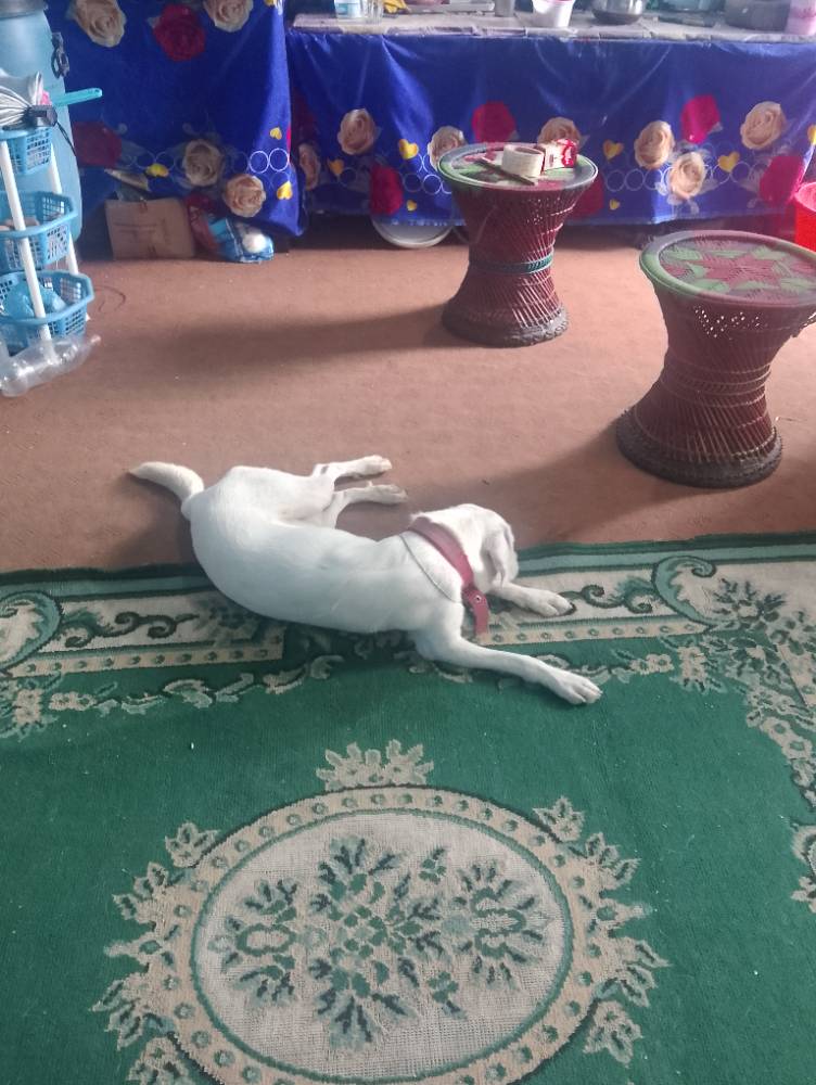 Kancha 2