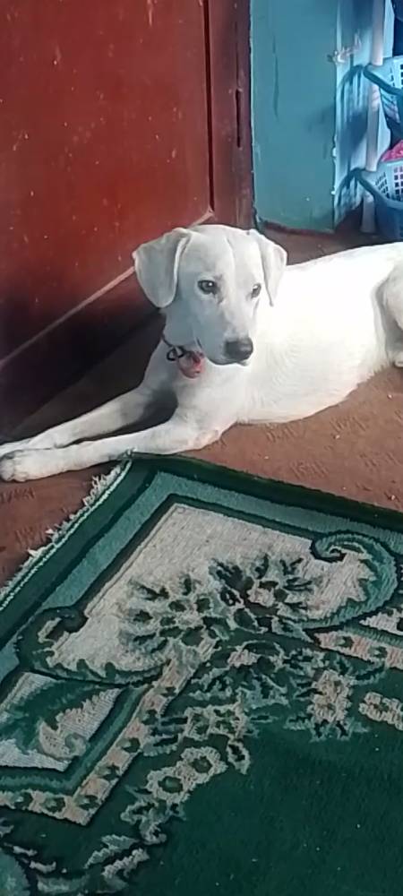 Kancha 3