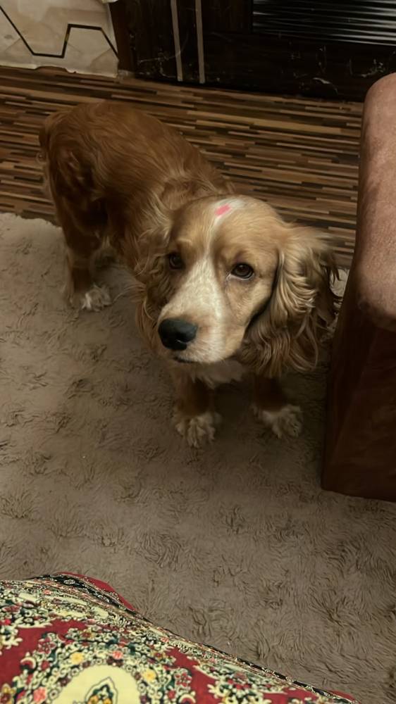 Bruno 