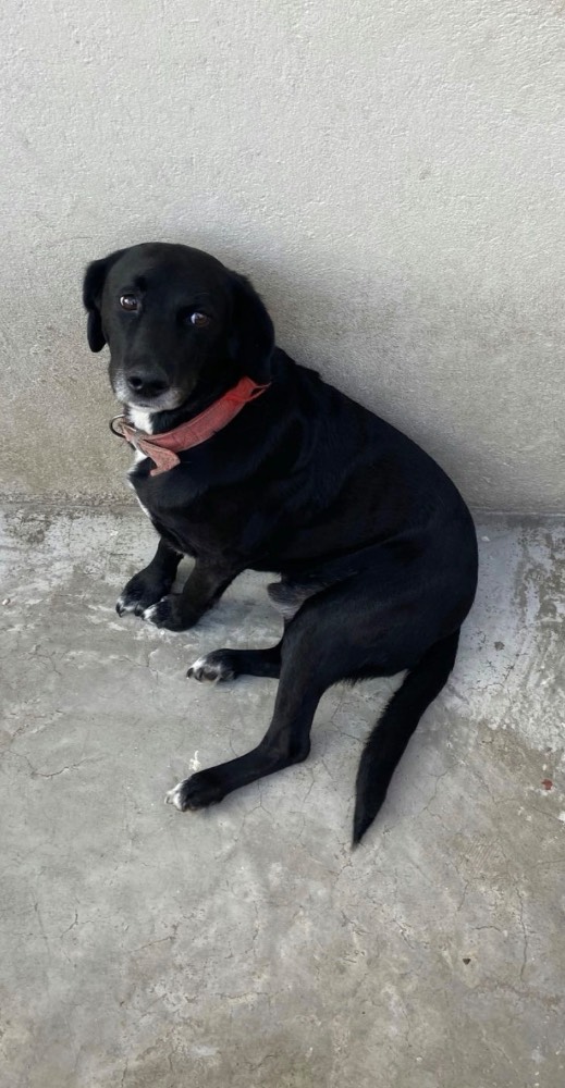 Blacky 