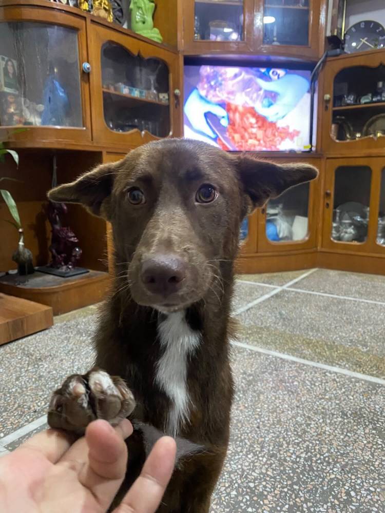Bella 2