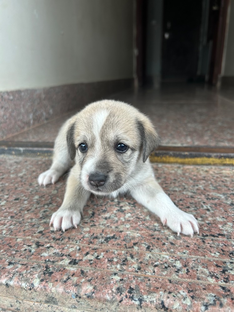 New born