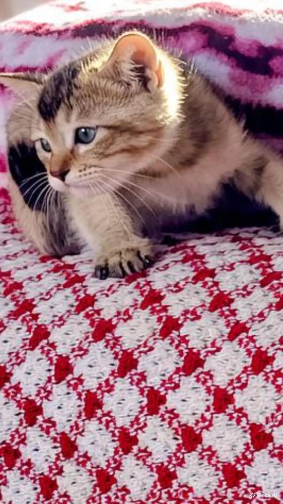 Paw