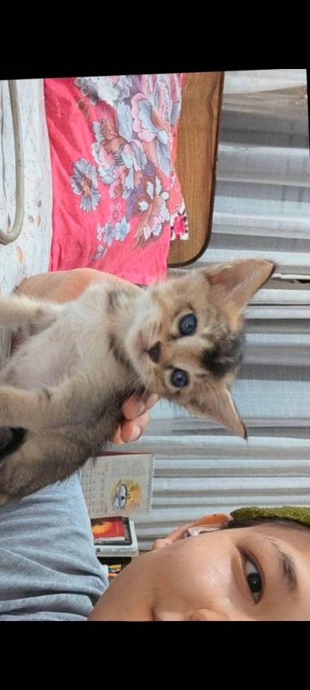 Paw 2