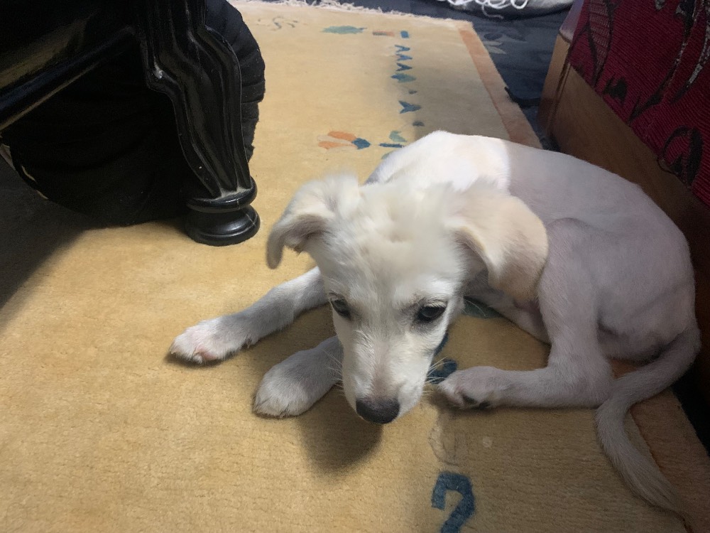 Enzo