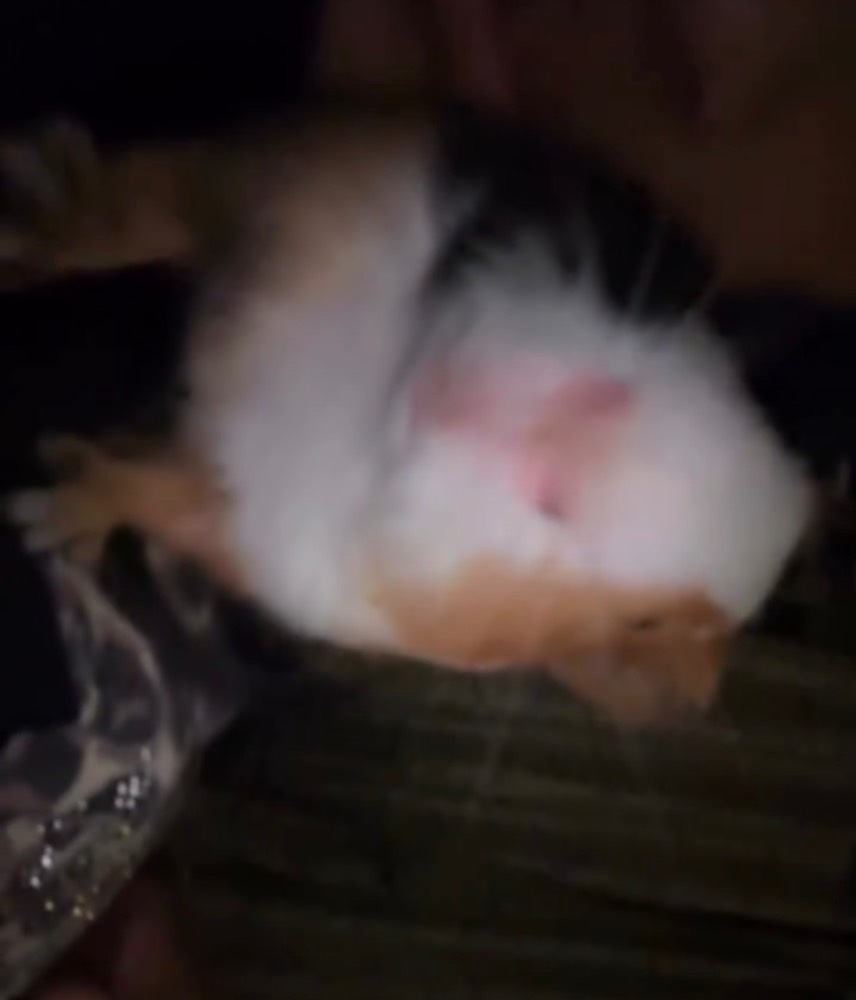 Coco