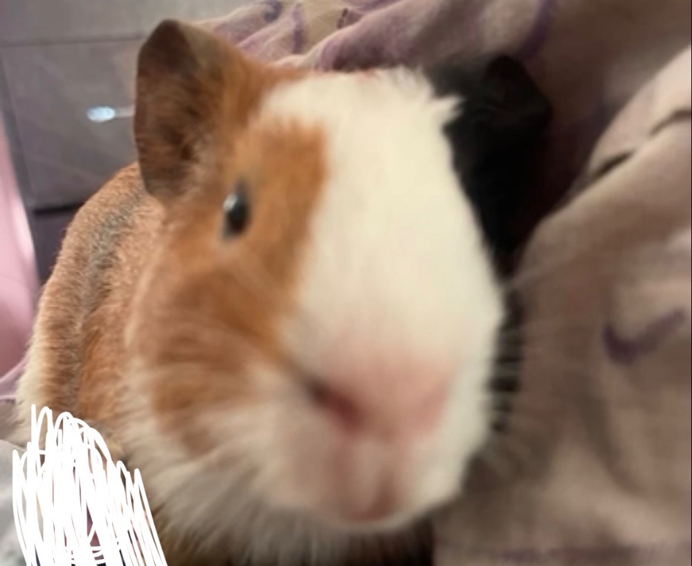 Coco 2