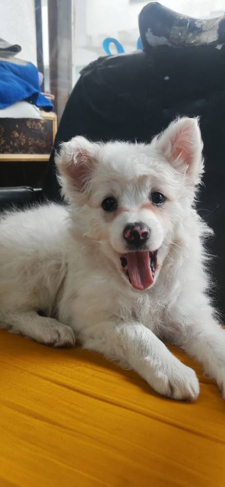Sofy