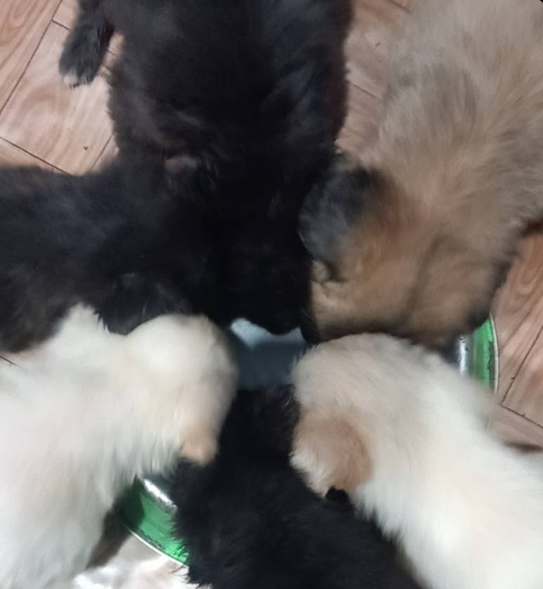 Cross breed 