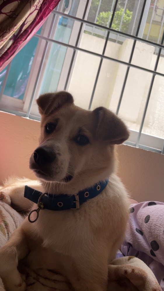 Bruno  2