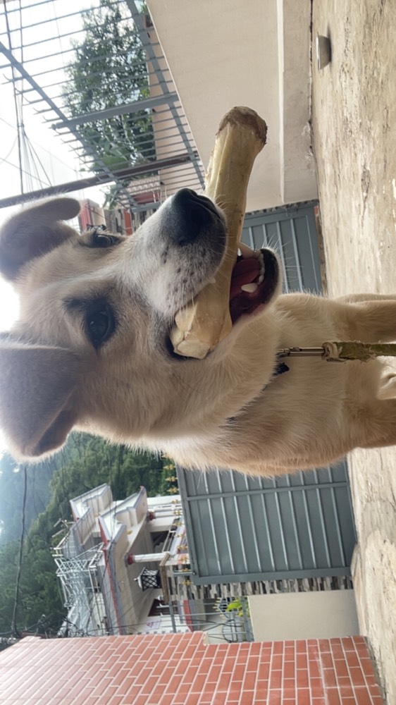 Bruno  4