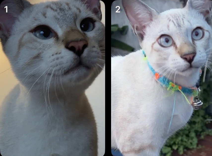 Nemo, Oreo 