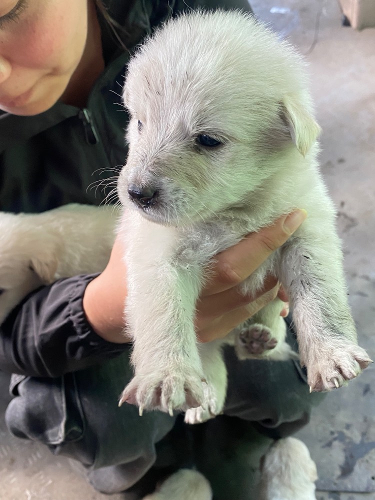 Puppy 