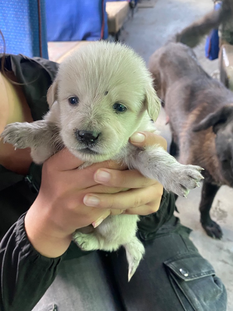 Puppy 2