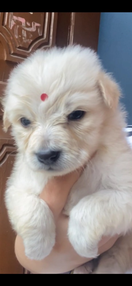 Puppy