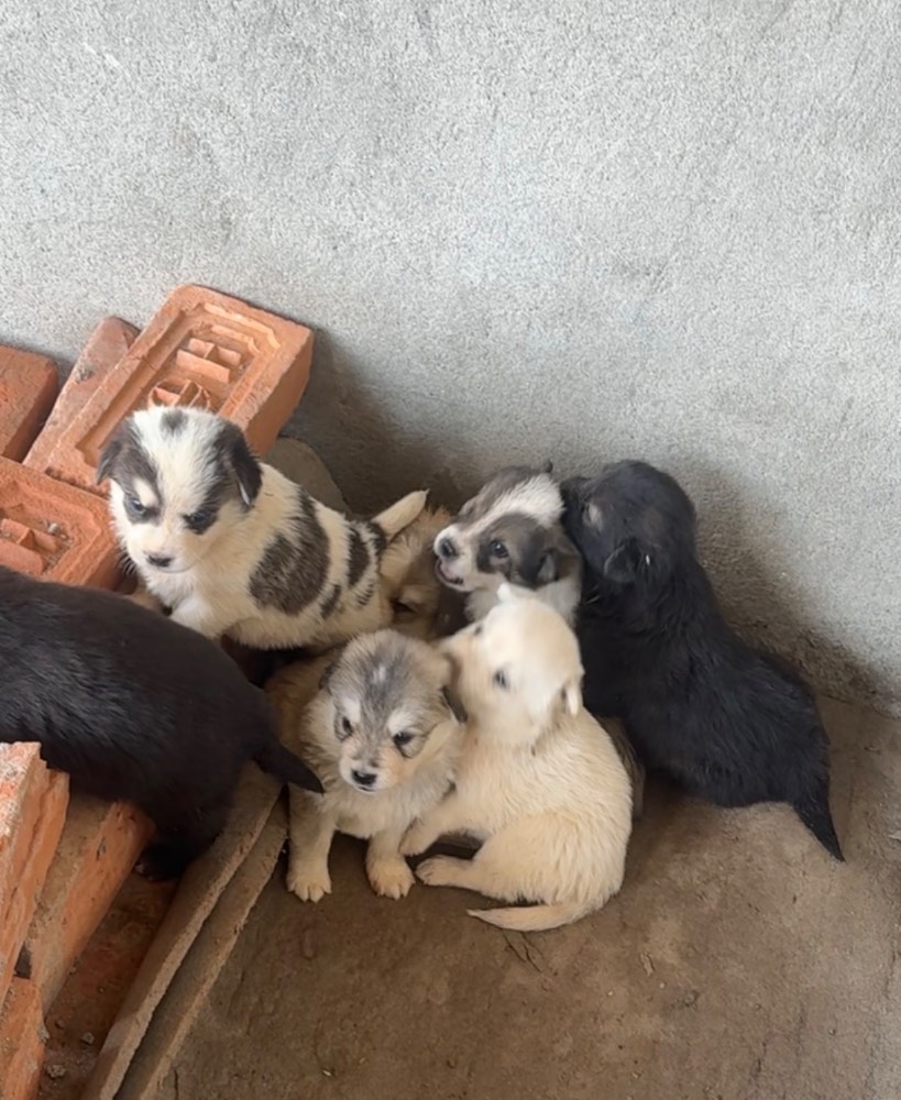 Puppies