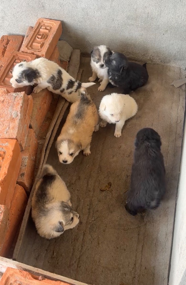 Puppies 2