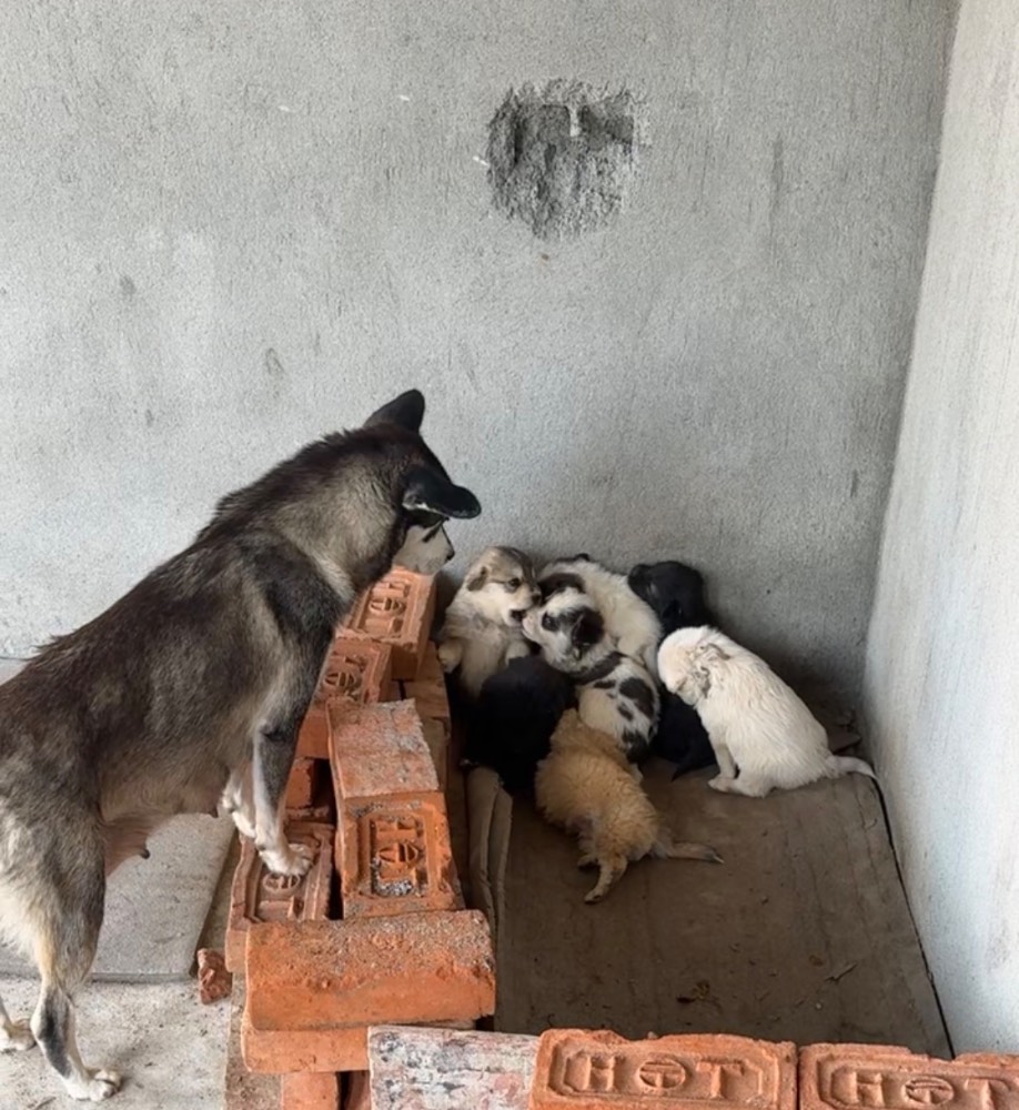 Puppies 3