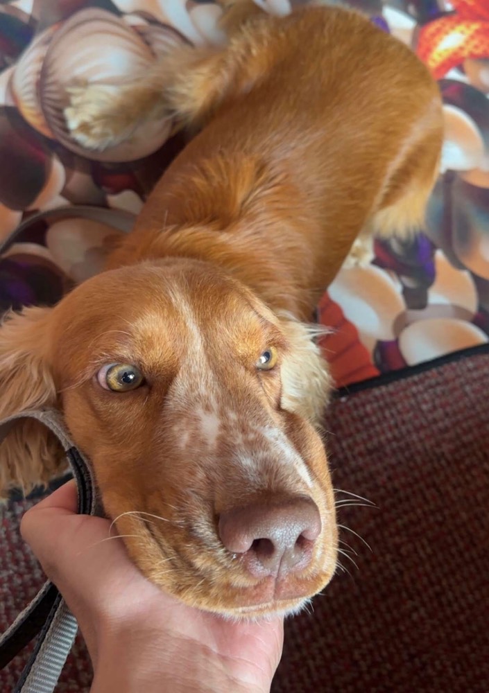 Coco