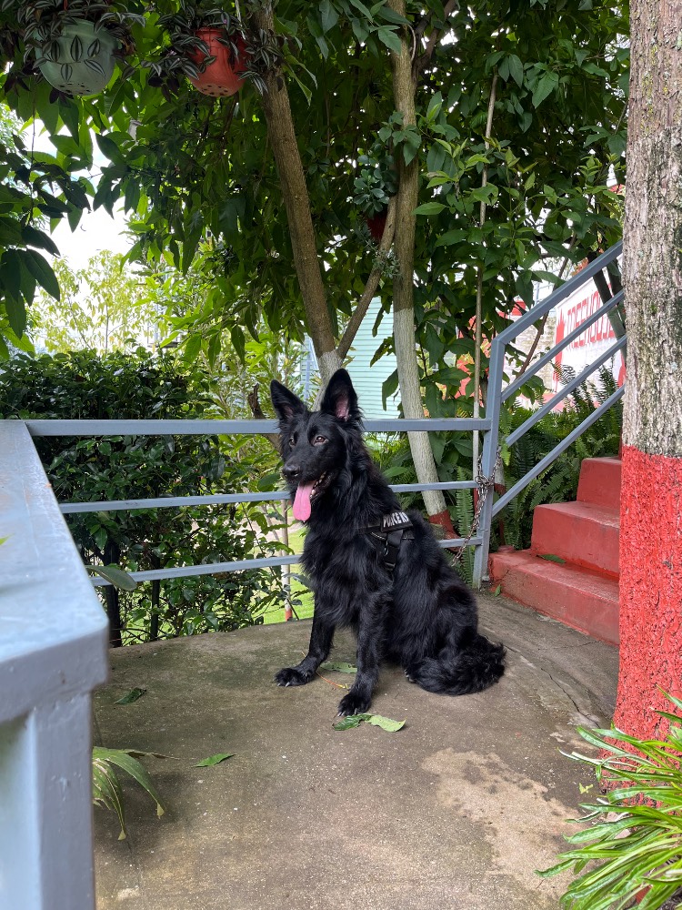 Shadow