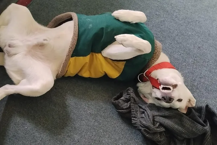 Bruno(motu) 2