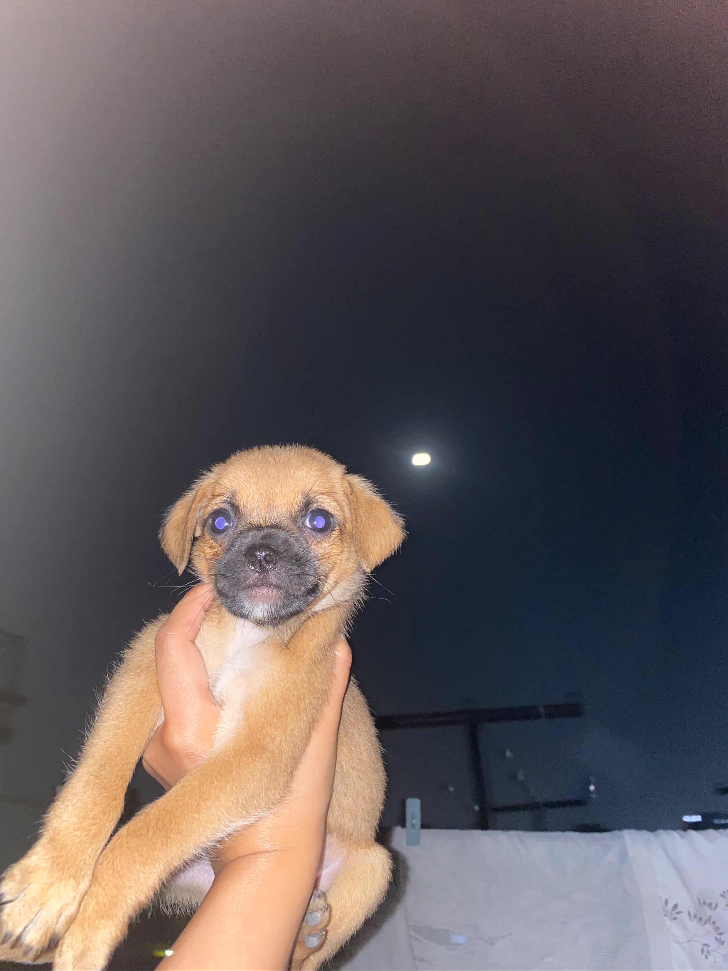 Zeus