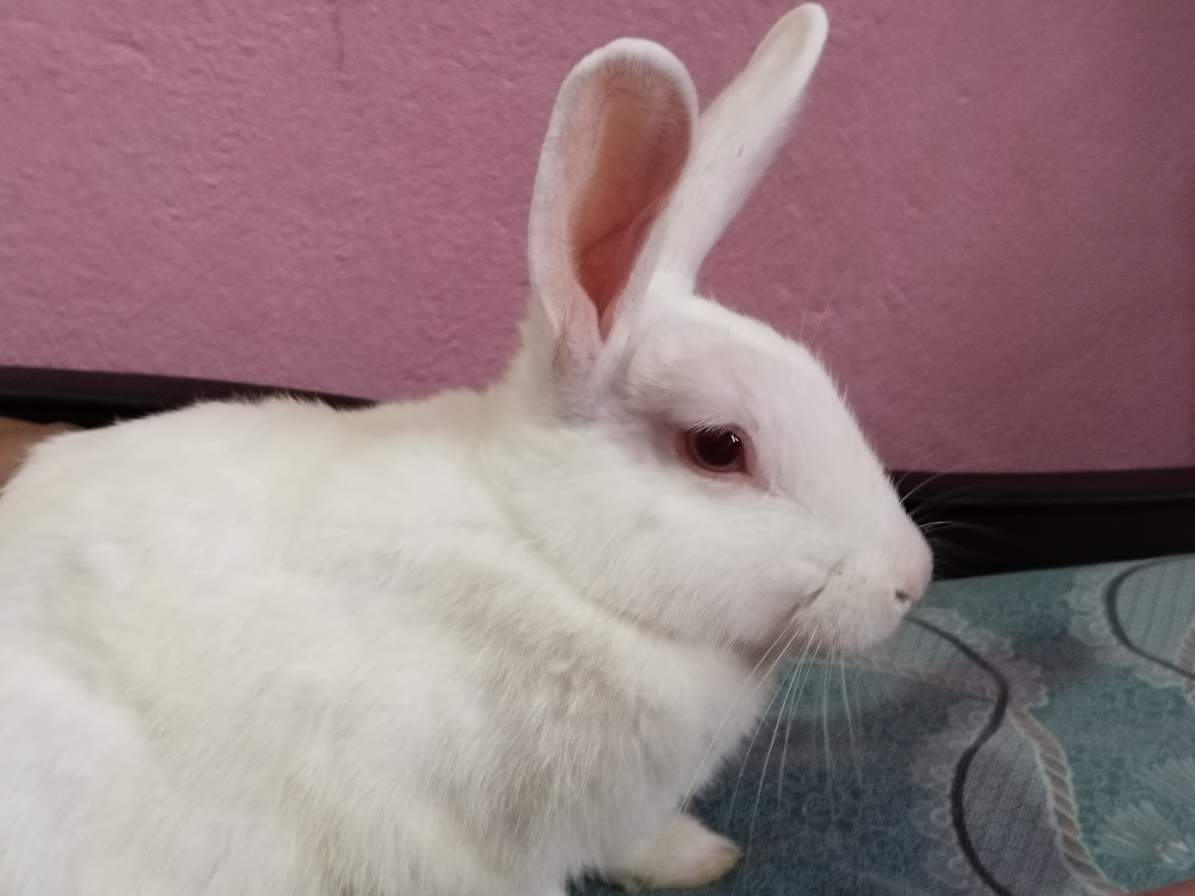Oreo