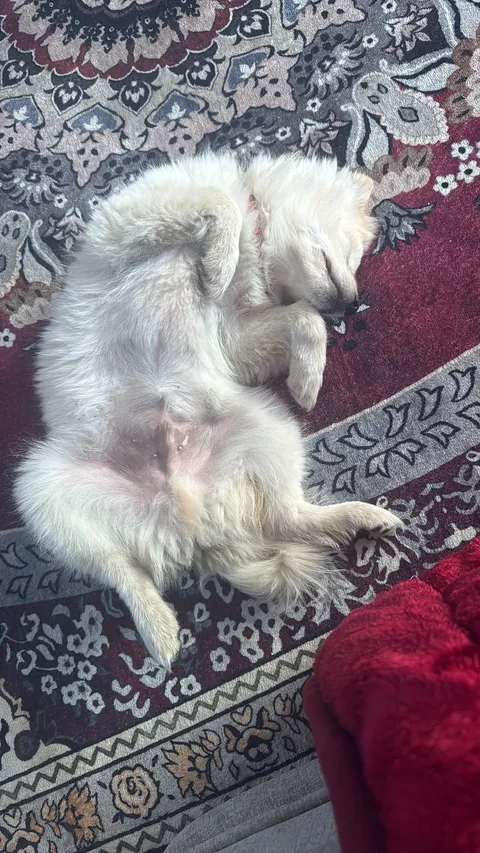 Japanease spitz 2
