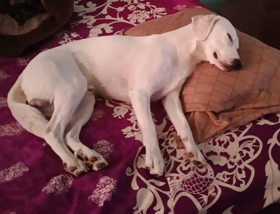 Bruno(motu) 3