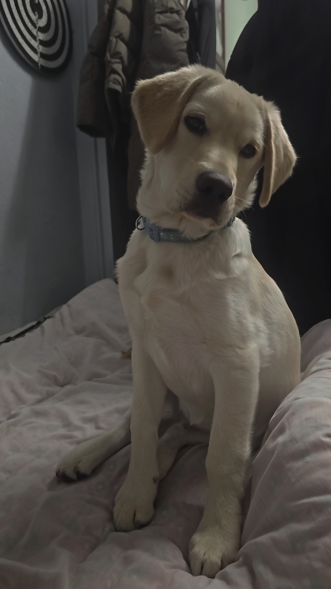 Rambo
