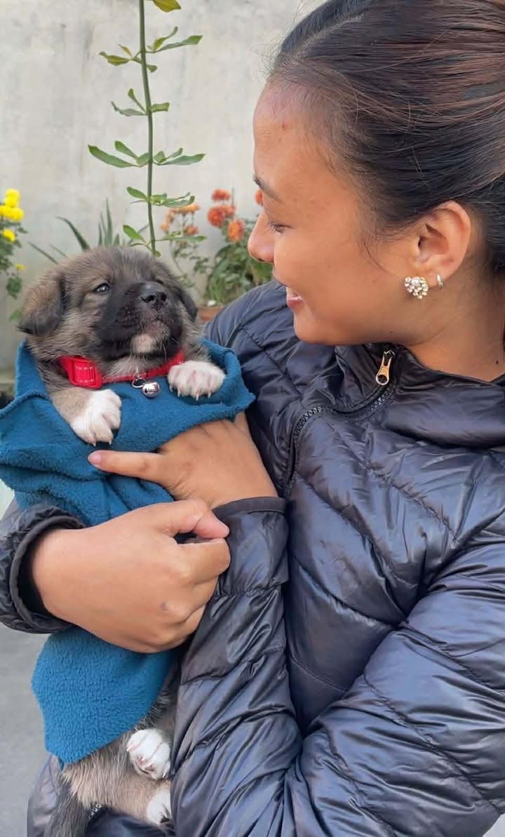 Found on the streets of Kathmandu. Home within 5 days.
